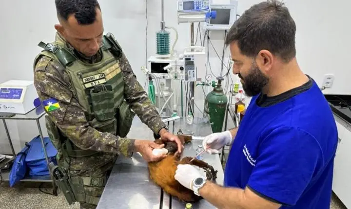 Polícia Ambiental resgata bugio e filhote após suspeita de choque elétrico em Alta Floresta d’Oeste